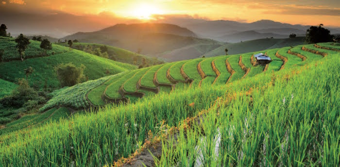 green fields thailand location